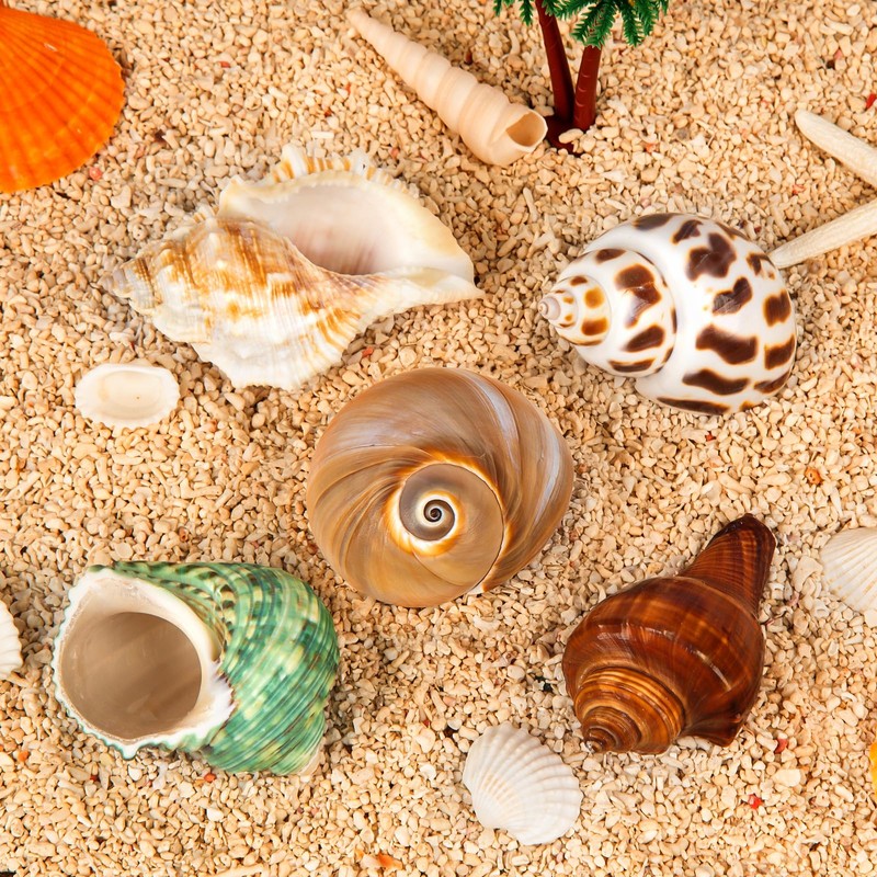 SKOOLOVE Hermit Crab Casing, Natural Sea Shell Size 5.2-7 cm,