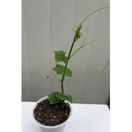 Chayote Plant With Pot 8” Live Plant Ready To Plant
