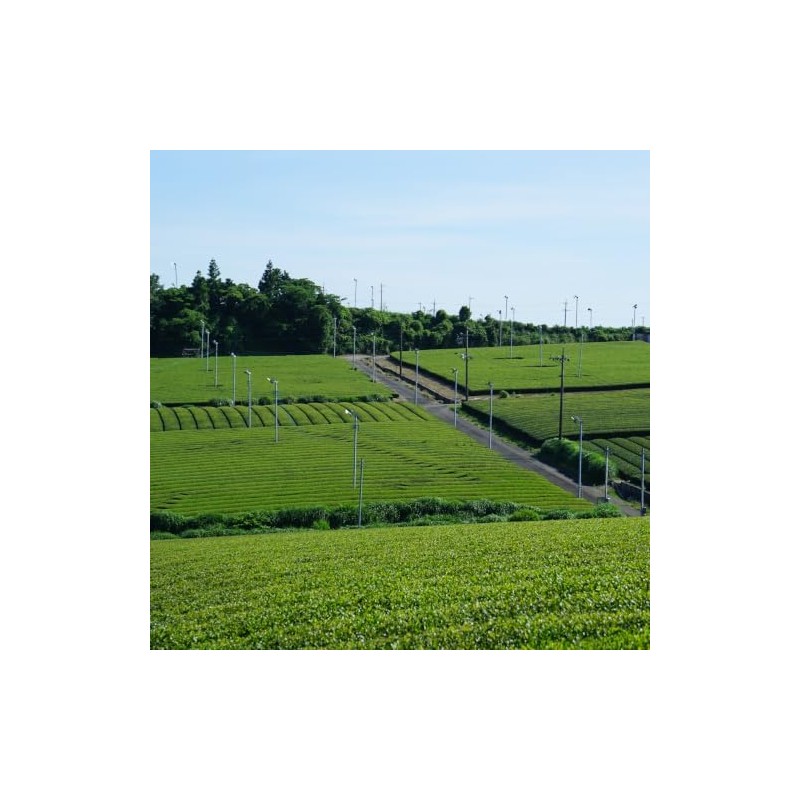 KOKORO LIFE - Tabi Shizuoka Matcha Sticks 14 Sobres Individuales,