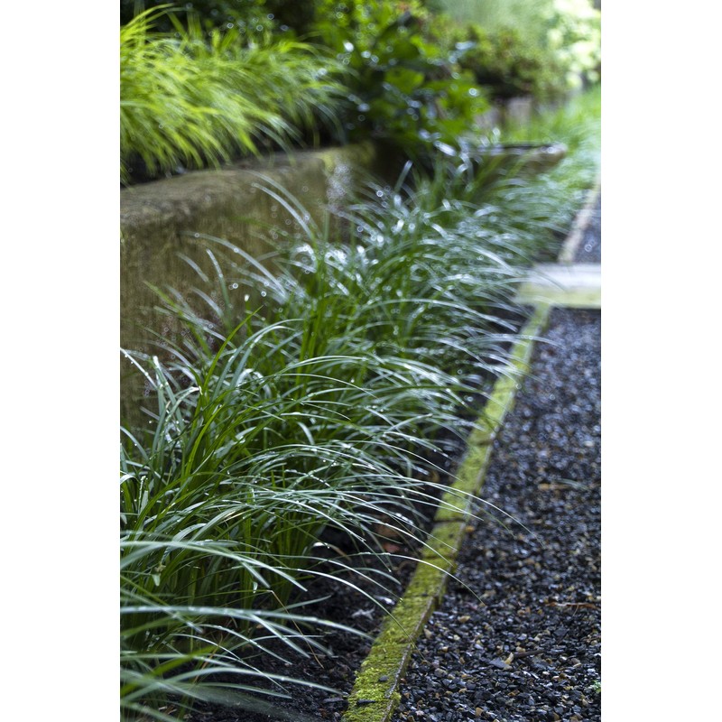 Super Blue Liriope Muscari - 50 Bare Root Plants -
