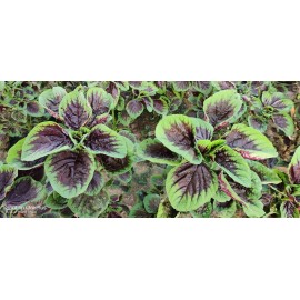 My Seeds 2000+ Purple Amaranth Seeds / Edible / Rau Dền Tía for 2025 season. US Seller
