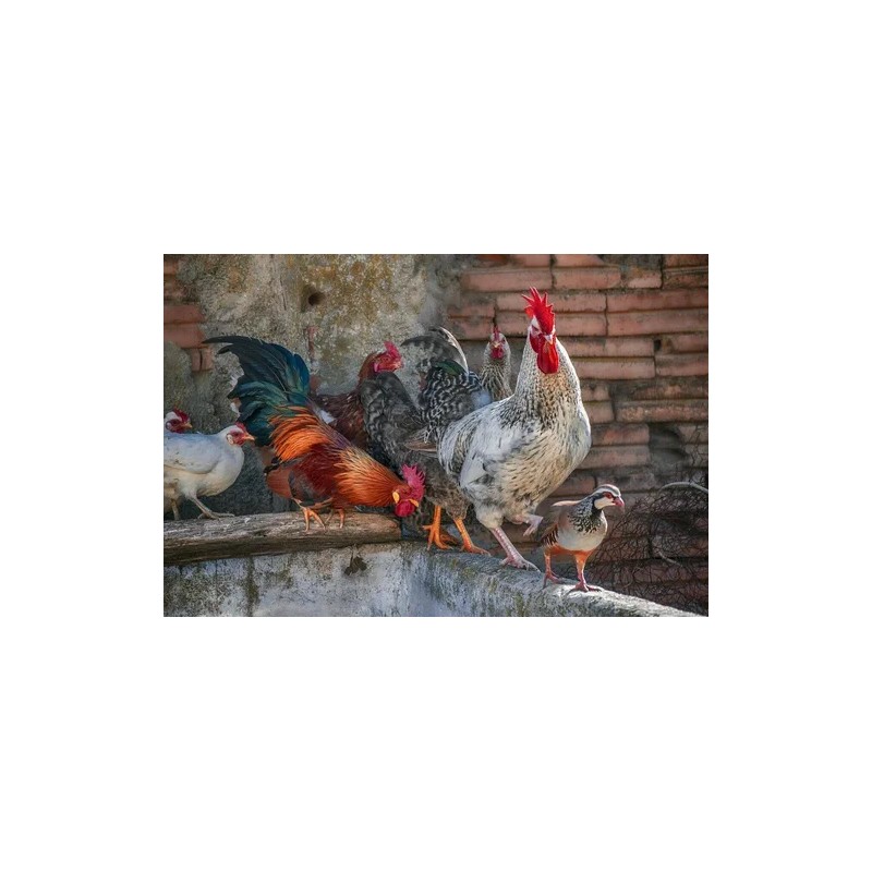 Multiminerales Para Gallos De Pelea Y Aves De Corral