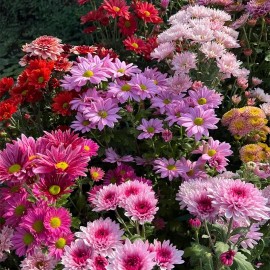 JQBay 200 Pcs Mixed Perennial Chrysanthemum Seeds