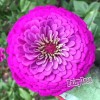 Fairy7Seas Zinnia Seeds - Zinnia Elegans - Dahlia Flowered Purple