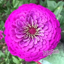 Fairy7Seas Zinnia Seeds - Zinnia Elegans - Dahlia Flowered Purple Prince - 30 Seeds