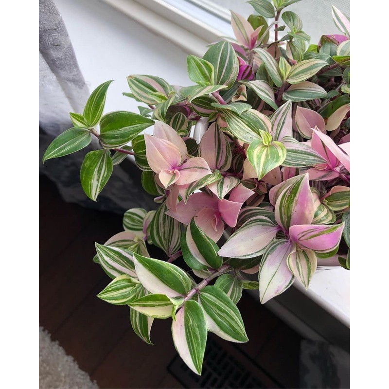 Pink Wandering Jew Plant Live 4 Inches Pot