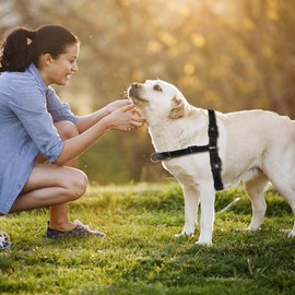 PUGTOW Dog Harness No Pull Step In Dog Vest Harness Adjustable Chest for Small Medium and Large Dogs;Easy To Put On/Off;L
