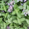 Organic Catnip Seeds (Nepeta cataria) 150 Seeds (0.5 Grams)