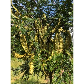 Interwoven Permaculture Thornless Honey Locust Tree Seed ~100 (Gleditsia triacanthos inermis)