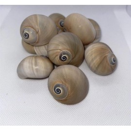 Shark Eye Shell 1.5" - 2". Pack of 5. Pack of 10 - Style: Pack of 10