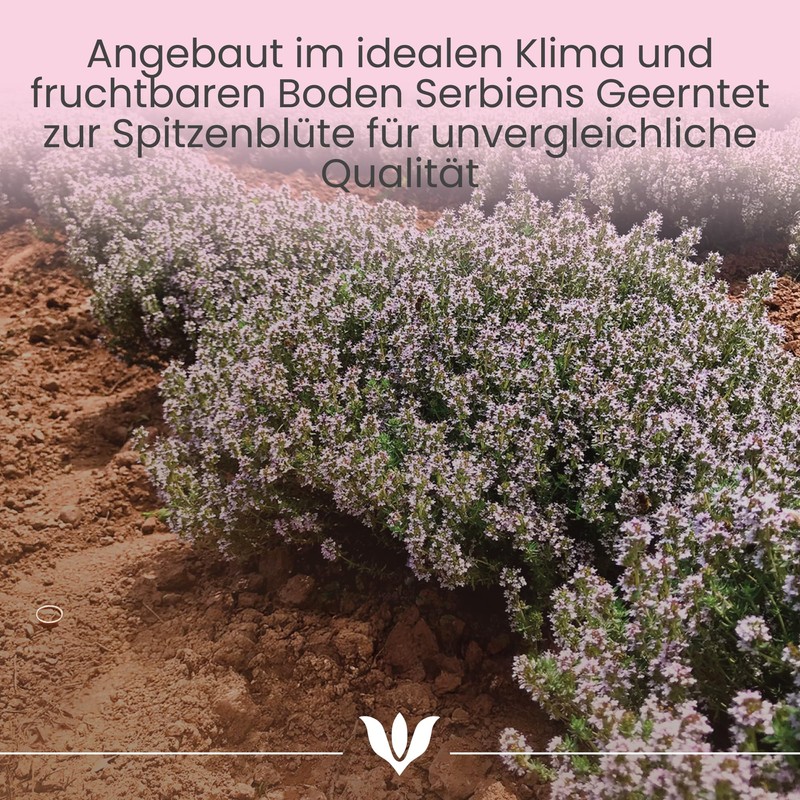 SANICULA Thyme Oil - 100% Pure Thyme Thujanol Essential Oil,