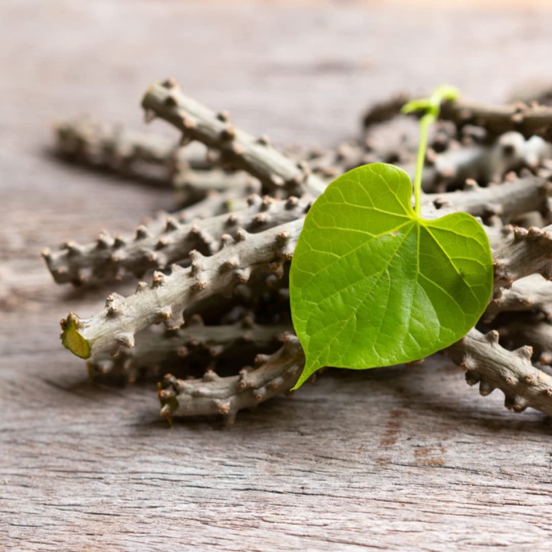 SVATV Giloy Powder | Guduchi | Tinospora cordifolia Stem Powder