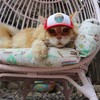 PupLid Trucker Hats for Cats (Large Cats) Premium Stylish Sun