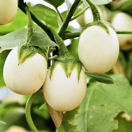 30 Seeds White Round African Eggplant, Ca Phao Trang, White Eggplant Seeds Planting Ornaments Perennial Garden Simple to Grow Pot Gifts