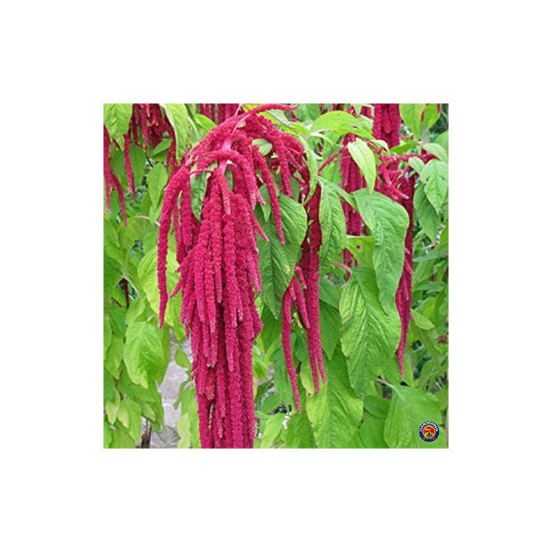 2000 Love Lies Bleedin Amaranth Seeds for Planting Heirloom Non
