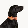 Mr.Chubbyface Dog Collar with Bow Tie, Orange Grid Adjustable Bowtie