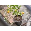 Cabinoche SUSTEE Watering Checker Susty Set of 2 L Black