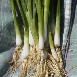 Onion Seeds - Bunching - Heshiko - 3 g Packet ~1371 Seeds - Non-GMO, Heirloom - Asian Garden Vegetable