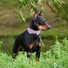 Cotton Dog Collar with Bowtie, Comfortable Adjustable Cute Lapel Design