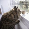 SmartyKat, Catnip Kiss, Cat Toy, Compressed Catnip Ball