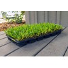 Bethel Farms St. Augustine 3in Natural Grass Plugs 36-Pack