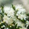 NeoOrganic® Organic Myrtle Oil (Myrtus Communis) 100% Natural Organic Essential