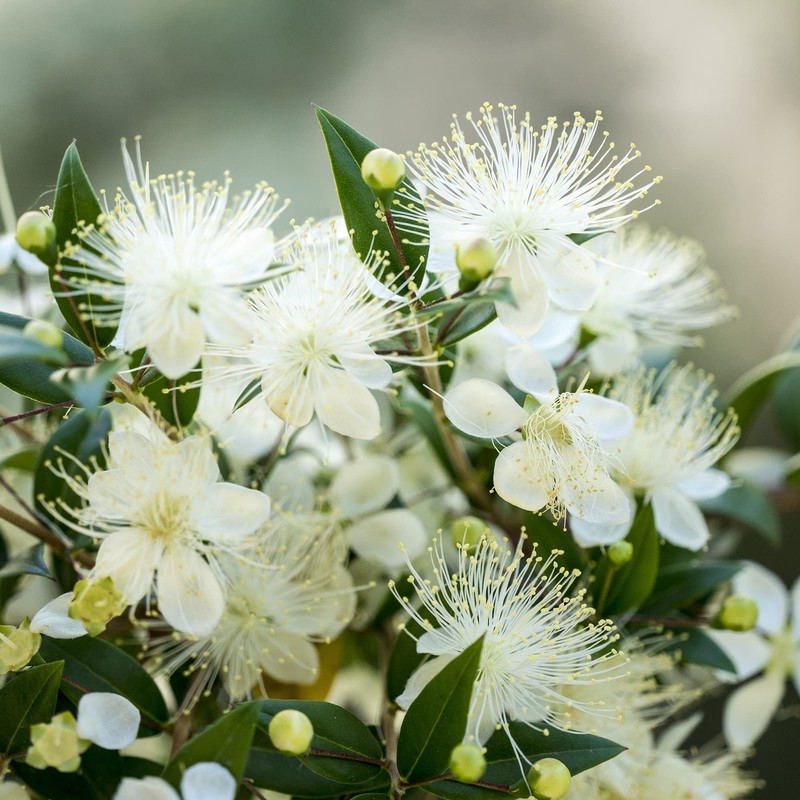 NeoOrganic® Organic Myrtle Oil (Myrtus Communis) 100% Natural Organic Essential