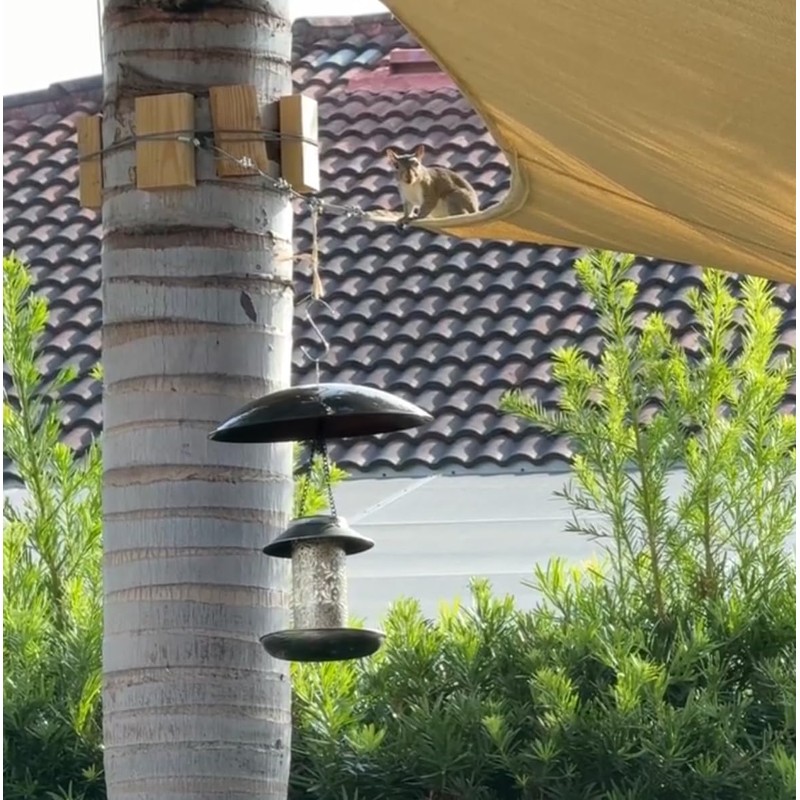 13" Bird Feeder Rain Guard, Hummingbird Feeder's Shade Dome Cover,