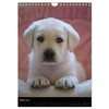 Labrador Welpen (Wandkalender 2025 DIN A4 hoch), CALVENDO Monatskalender [Calendar]