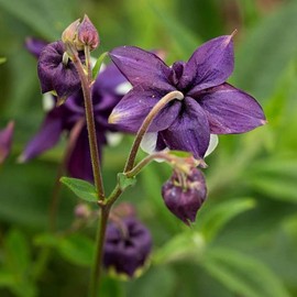 Columbine Flower Seeds to Plant - 1000+ Columbine Seeds Non-GMO Heirloom Flower Seeds - Beautiful Perennial Flowers