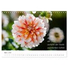 Dahlien Poesie (Wandkalender 2026 DIN A4 quer), CALVENDO Monatskalender: Dahlien