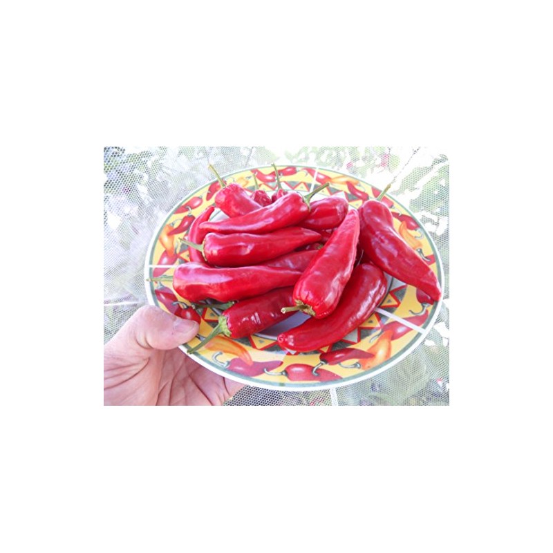 Chile De Agua Pepper Seeds 10+ Seeds