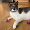 SPOT Shimmer Balls Cat Toys - Fun Balls with Rattle