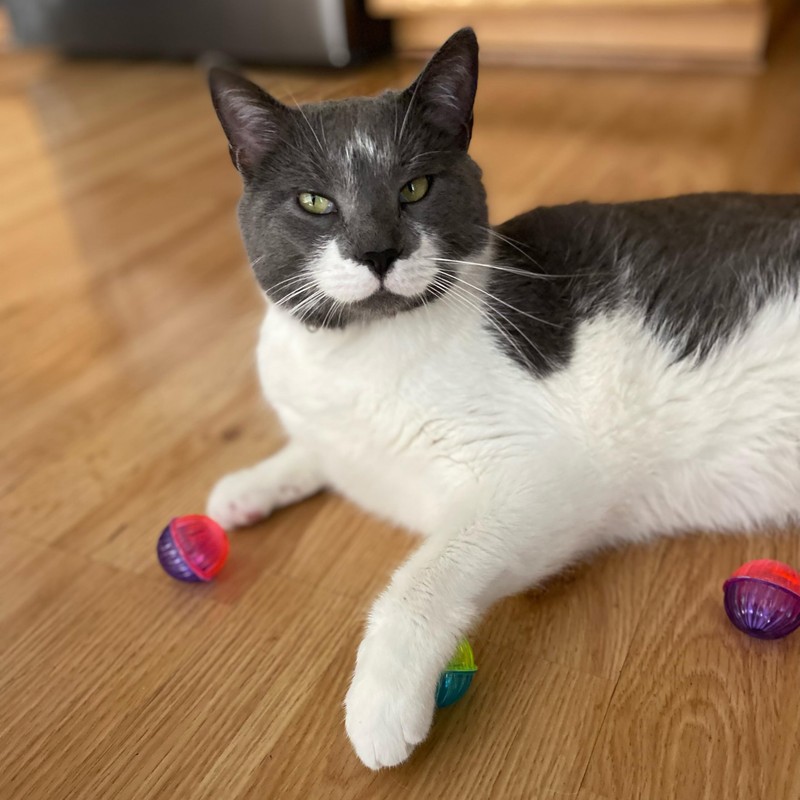 SPOT Shimmer Balls Cat Toys - Fun Balls with Rattle