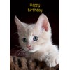 Kitten Cat Birthday Card