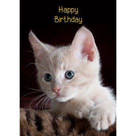 Kitten Cat Birthday Card