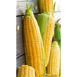 Seeds Sugar Sweet Corn Heirloom Vegetable for Planting Non GMO