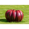 Rouge Vif D'Etampes Pumpkin Seeds for Planting (10 Seeds) -
