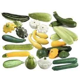 This is a Mix!!! 50+ Zucchini and Squash Mix Seeds 12 Varieties Non-GMO Delicious Grown in USA. Fast Growing, Rare, Super Profilic,