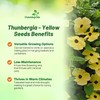 Outsidepride Sunrise Yellow Thunbergia Black Eyed Susan Seeds - 200