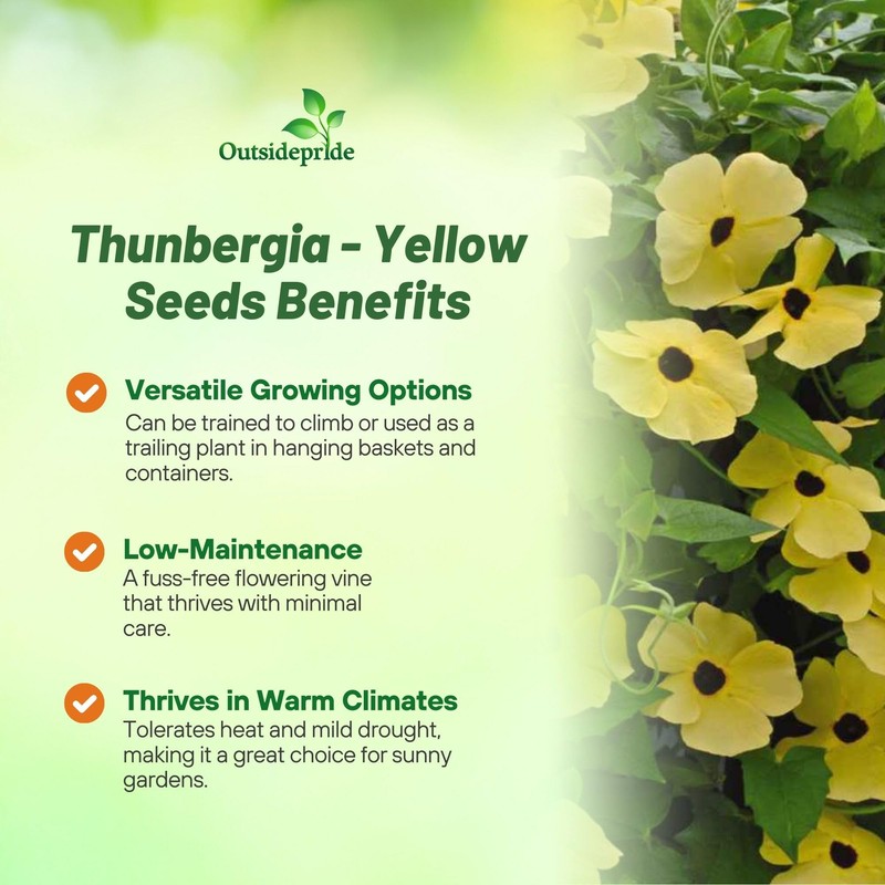 Outsidepride Sunrise Yellow Thunbergia Black Eyed Susan Seeds - 200