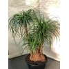 Seeds4planting - Seeds Ponytail Palm Bottle Perennial Tree