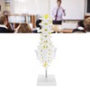 Human Lumbar Vertebral Model School Educational Teaching Model Tool Spine