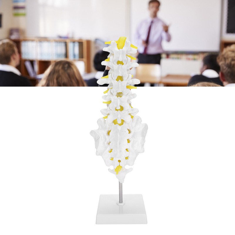 Human Lumbar Vertebral Model School Educational Teaching Model Tool Spine