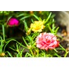 Seeds Multicolor Purslane Double Flower Mix 1000+ Seeds to Grow