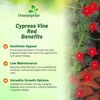 Outsidepride Red Cypress Vine Seeds - 100 Pcs Annual Flower