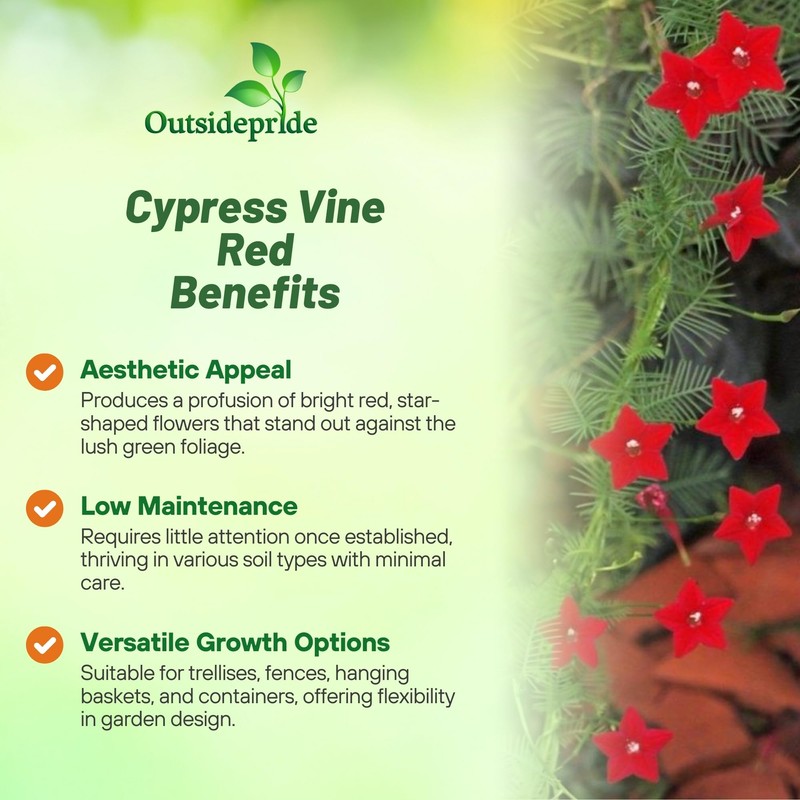 Outsidepride Red Cypress Vine Seeds - 100 Pcs Annual Flower