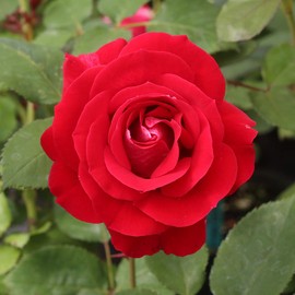 Heirloom Roses Rose Plant - Take It Easy™ Red Rose Bush, Shrub Live Plant for Planting Outdoors