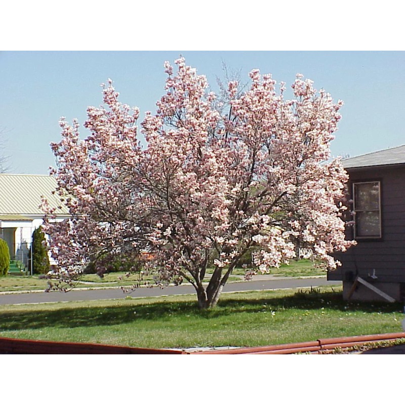 Tree Saucer Magnolia Tree/Shrub - 6-12" Tall - Live Plant