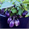 50PCS Dwarf Eggplant Seeds Patio Container Eggplant Vegetable Seeds